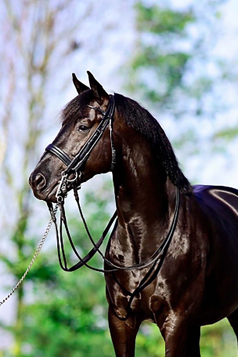 Painted Black Hengsthaltung Martin Determann GmbH & Co. KG